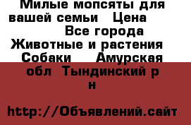 Милые мопсяты для вашей семьи › Цена ­ 20 000 - Все города Животные и растения » Собаки   . Амурская обл.,Тындинский р-н